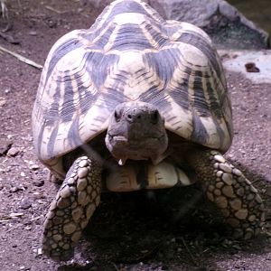 Burmese star tortoise