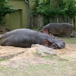 Common hippos