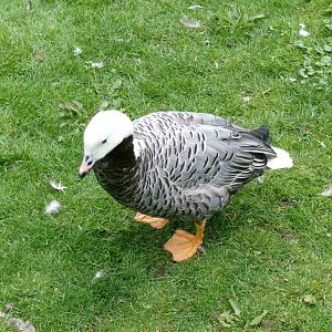 Emperor goose