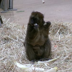 Greater bamboo lemurs