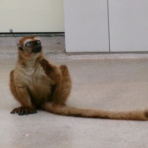 Blue-eyed black lemur