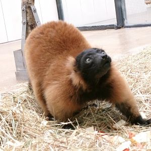 Red-ruffed lemur