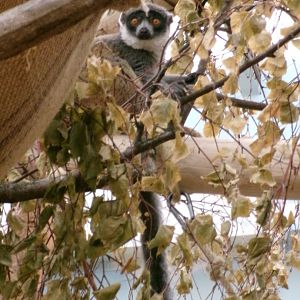 Mongoose lemur