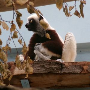Coquerel's sifaka