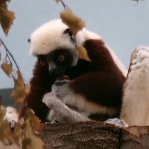 Coquerel's sifaka