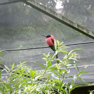Northern carmine bee-eater