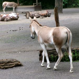 Persian onager