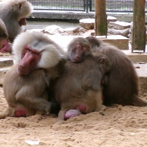 Hamadryas baboons