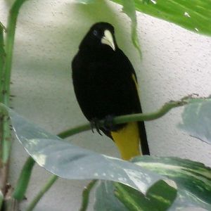 Yellow-rumped cacique