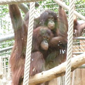 Bornean orangutans
