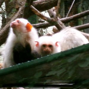 Silvery marmosets