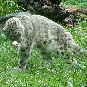 Snow leopard