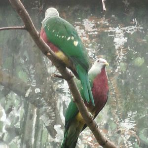 Wompoo fruit doves