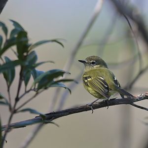 Mottle-cheeked Tyrannulet Phylloscartes ventralis