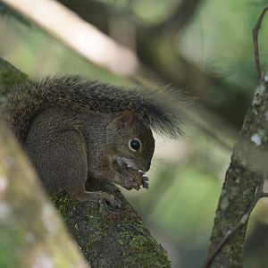 Brazilian squirrel Sciurus aestuans