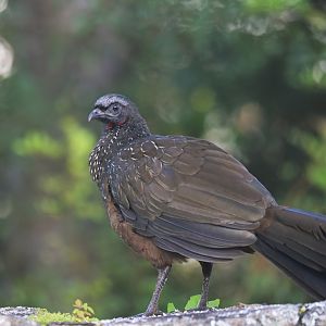 Dusky-legged Guan Penelope obscura