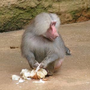 Hamadryas baboon