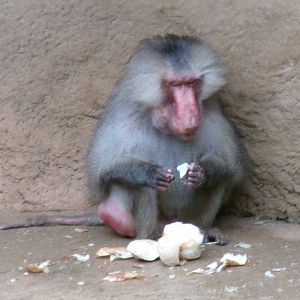 Hamadryas baboon