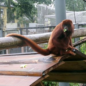 Venezuelan red howler