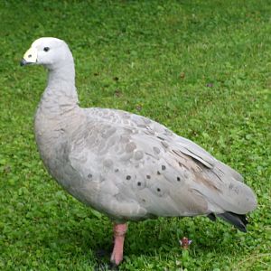 Cape Barren goose
