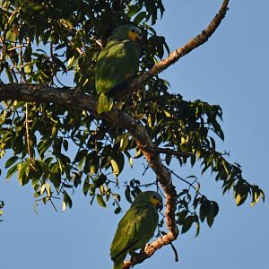 Orange-winged Parrot Amazona amazonica