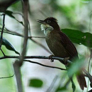 White-eyed Foliage-gleaner Automolus leucophthalmus