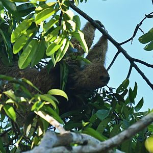Maned sloth Bradypus torquatus