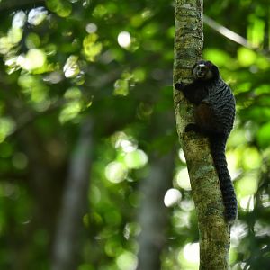 Kuhl's marmoset Callithrix kuhlii