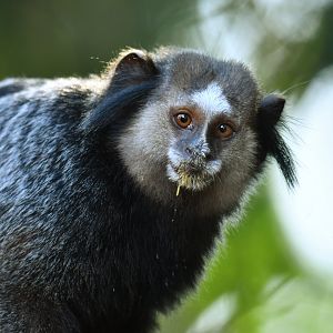 Kuhl's marmoset Callithrix kuhlii
