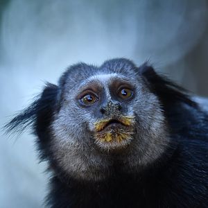 Kuhl's marmoset Callithrix kuhlii