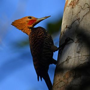 Ringed Woodpecker Celeus torquatus