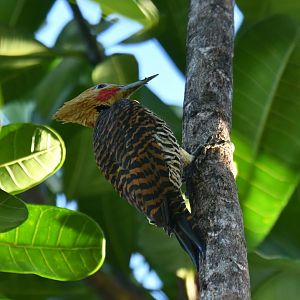Ringed Woodpecker Celeus torquatus