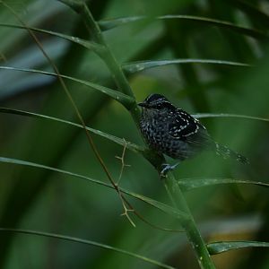 Scaled Antbird Drymophila squamata