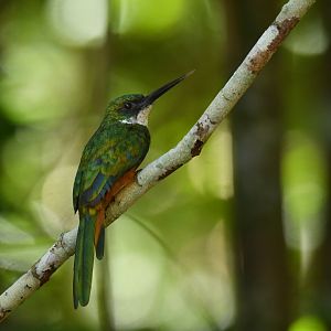 Rufous-tailed Jacamar Galbula ruficauda