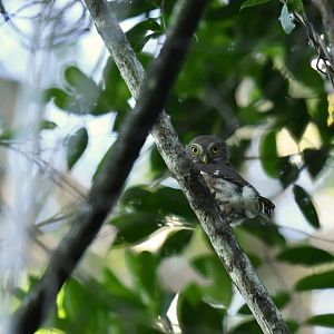 Least Pygmy-Owl Glaucidium minutissimum