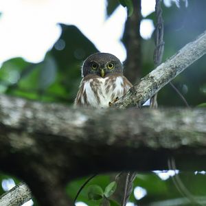 Least Pygmy-Owl Glaucidium minutissimum