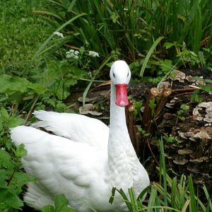 Coscoroba swan