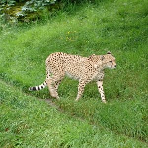 South African cheetah