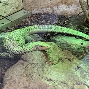 Quince monitor