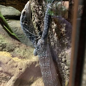 Blue-spotted tree monitor