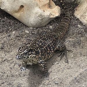 Cryptic golden tegu
