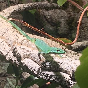 Sakishima grass lizard