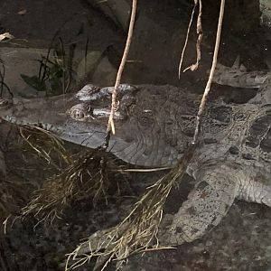 Philippine crocodile
