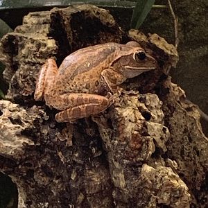 Spot-legged tree frog