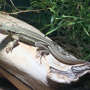 Peter's butterfly lizard