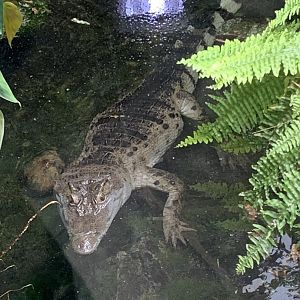 Philippine crocodile