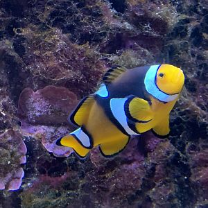 Yellowtail clownfish