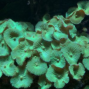 Mushroom coral