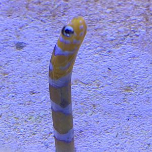 Orange-barred garden eel