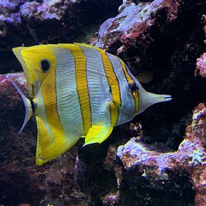 Copperband butterflyfish